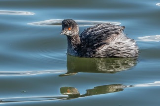 Eared Grebe